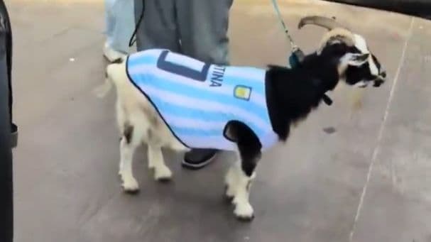 Messi goat